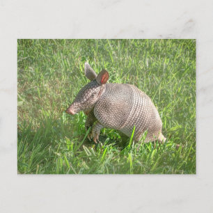 Adsible Baby Armadillo Vykort