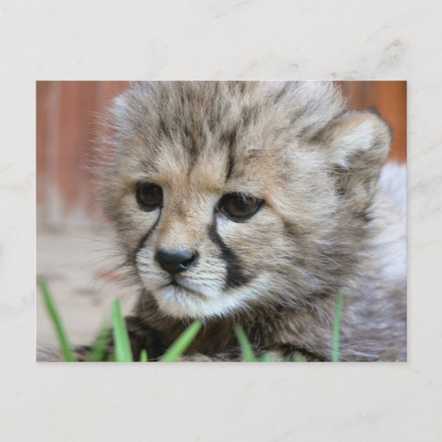 Adsible Baby Cheetah-vykort Vykort (Framsida)