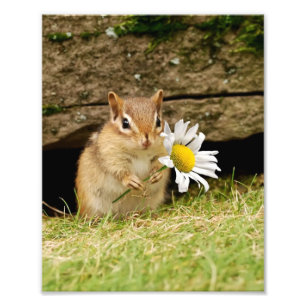 Adsible Baby Chipmunk med Daisy Fototryck