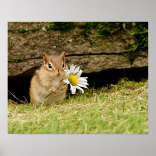 Adsible Baby Chipmunk med Daisy Poster