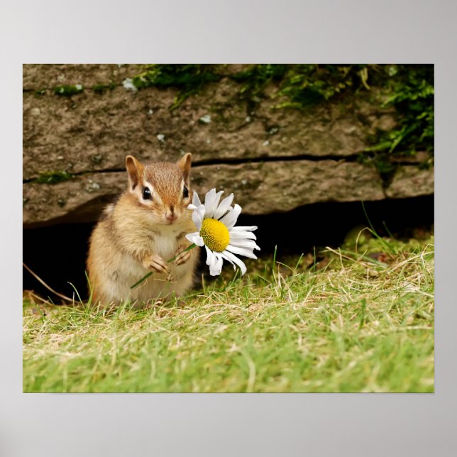 Adsible Baby Chipmunk med Daisy Poster (Framsidan)