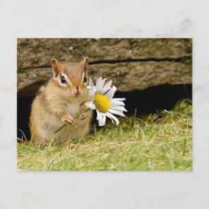 Adsible Baby Chipmunk med Daisy Vykort
