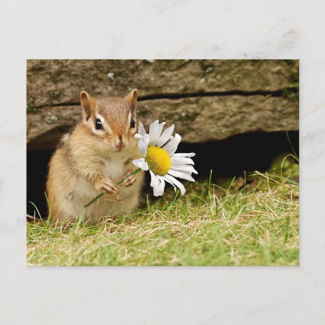Adsible Baby Chipmunk med Daisy Vykort (Framsida)