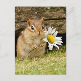 Adsible Baby Chipmunk med Daisy Vykort
