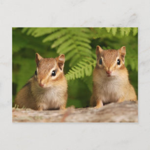 Adsible Baby Chipmunk Syskon Vykort