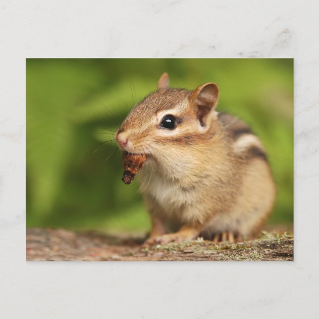 Adsible Baby Chipmunk with Snack Vykort (Framsida)