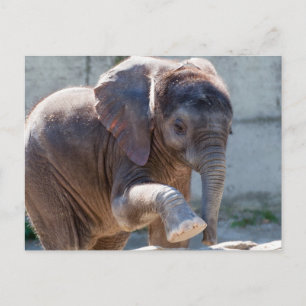 Adsible Baby Elephant Vykort
