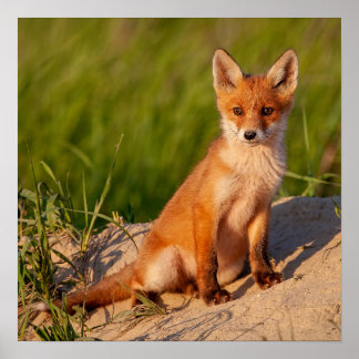 Adsible Baby Fox Wildlife Photograph Poster