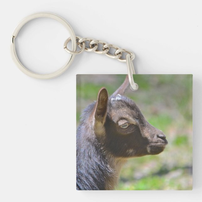 Adsible Baby Goat (Framsidan)