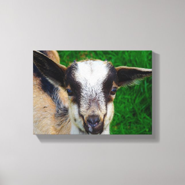 Adsible Baby Goat Canvastryck (Framsida)