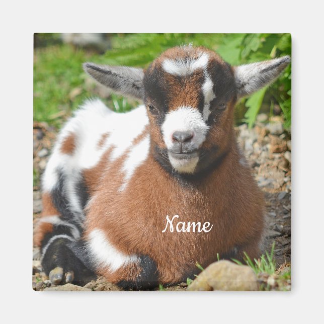 Adsible Baby Goat Kid Magnet (Framsidan)