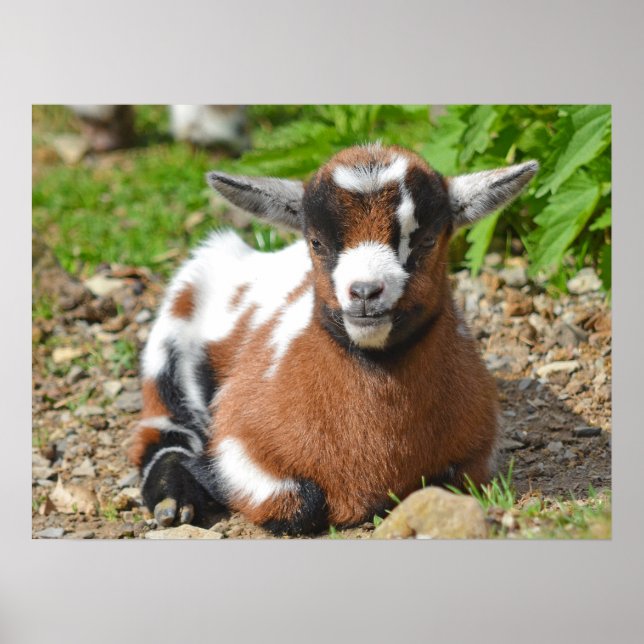 Adsible Baby Goat Kid Poster (Framsidan)