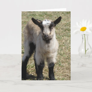 Adsible Baby Goat Kort