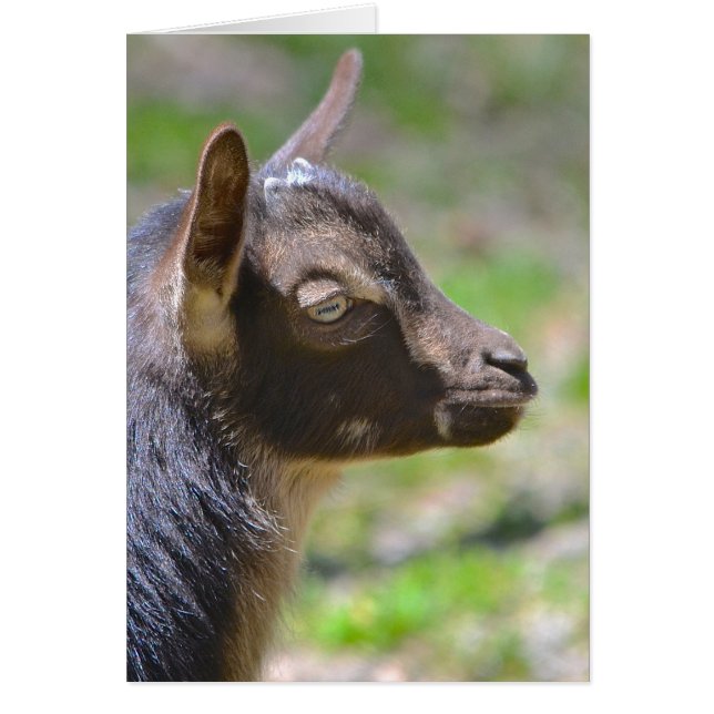 Adsible baby Goat OBS Kort (Framsidan)