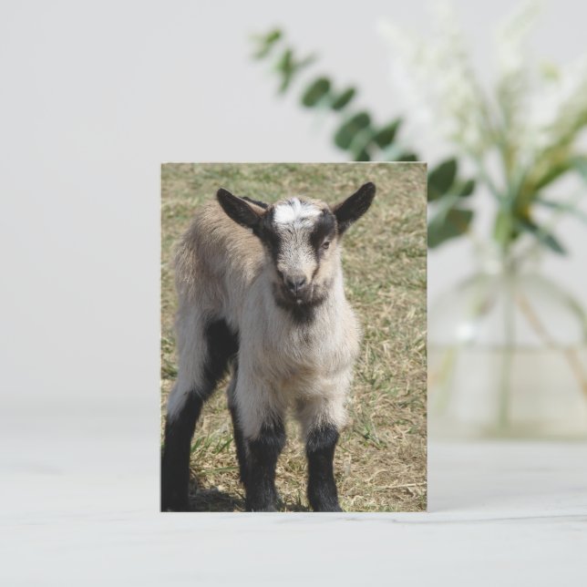 Adsible Baby Goat Vykort (Stående Fram)