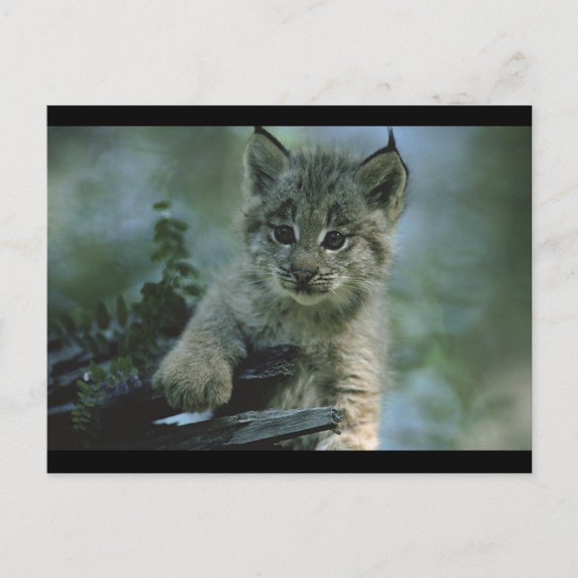 Adsible Baby Lynx Vykort (Framsida)