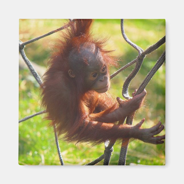 Adsible baby orangutan magnet (Framsidan)