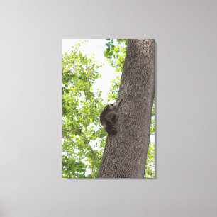 Adsible Baby Raccoon Canvastryck