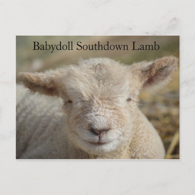 Adsible Babydoll Southdown Lamb Vykort (Framsida)
