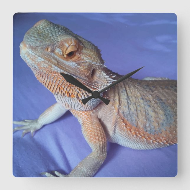 Adsible Beared Dragon Bild Blue Fyrkantig Klocka (Framsida)