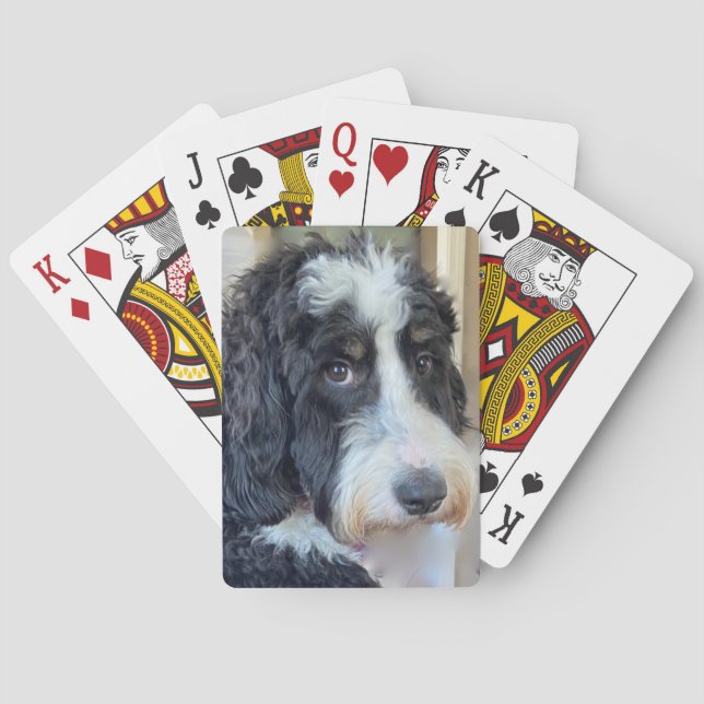 Adsible Bernedoodle Casinokort (Baksidan)