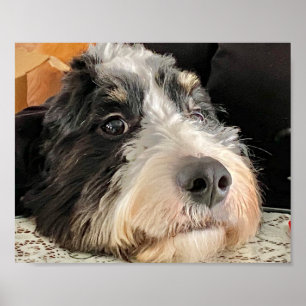 Adsible Bernedoodle Poster