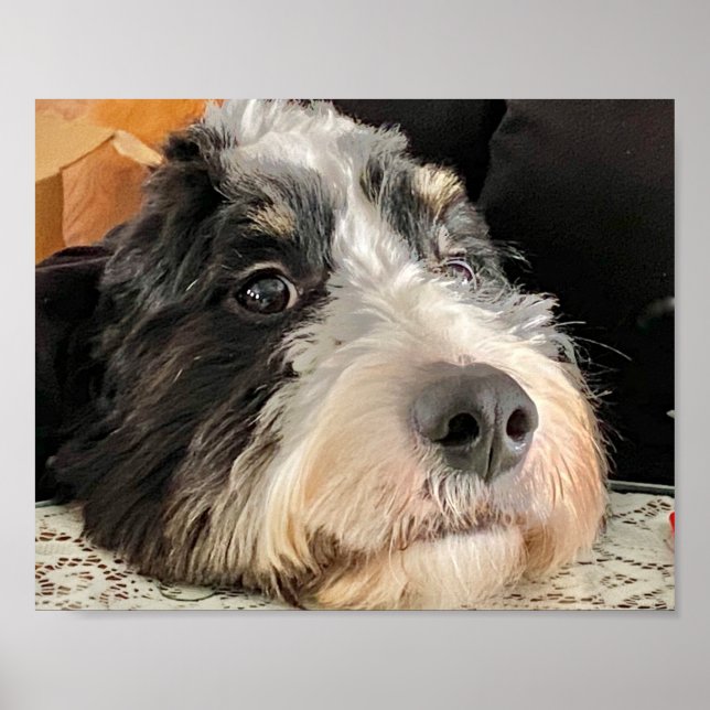 Adsible Bernedoodle Poster (Framsidan)