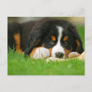 Adsible Bernese Mountain Hund Puppy Vykort