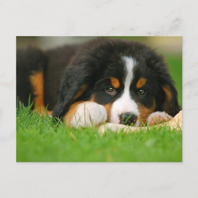 Adsible Bernese Mountain Hund Puppy Vykort (Framsida)