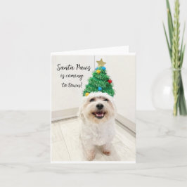 Adsible Bichon Malese julkort Santa Tass Kort