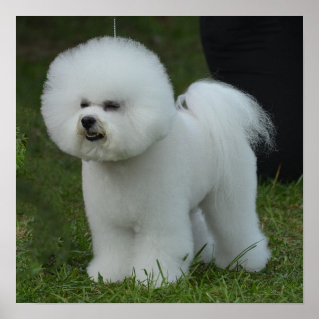 Adsible Bichon Poster (Framsidan)