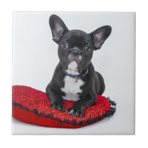 Adsible Black and White Bulldog Puppy Photo Kakelplatta