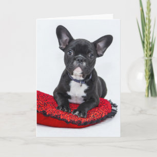 Adsible Black and White Bulldog Puppy Photo Kort