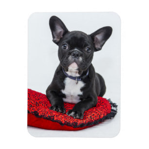 Adsible Black and White Bulldog Puppy Photo Magnet