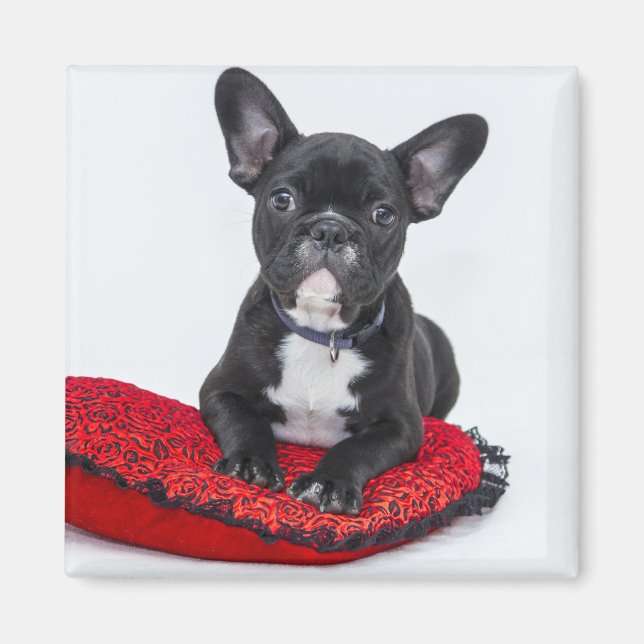 Adsible Black and White Bulldog Puppy Photo Magnet (Framsidan)