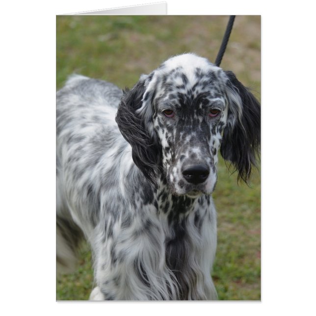 Adsible Black and White English Setter Hälsningskort (Framsidan)