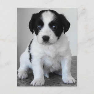 Adsible Black and White Puppy Vykort