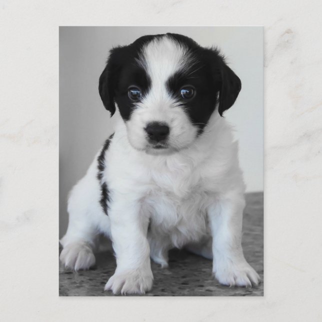 Adsible Black and White Puppy Vykort (Framsida)