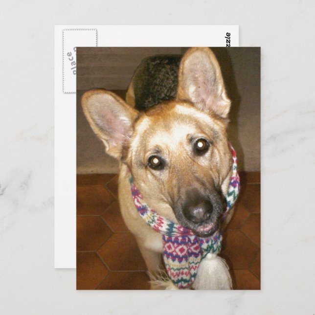 Adsible Black & Tan German Shepherd Vykort (Fram/baksida)