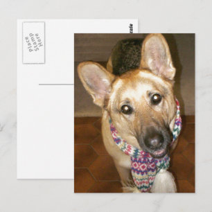 Adsible Black & Tan German Shepherd Vykort