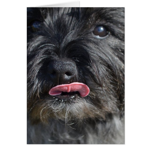 Adsible Cairn Terrier Hälsningskort (Framsidan)