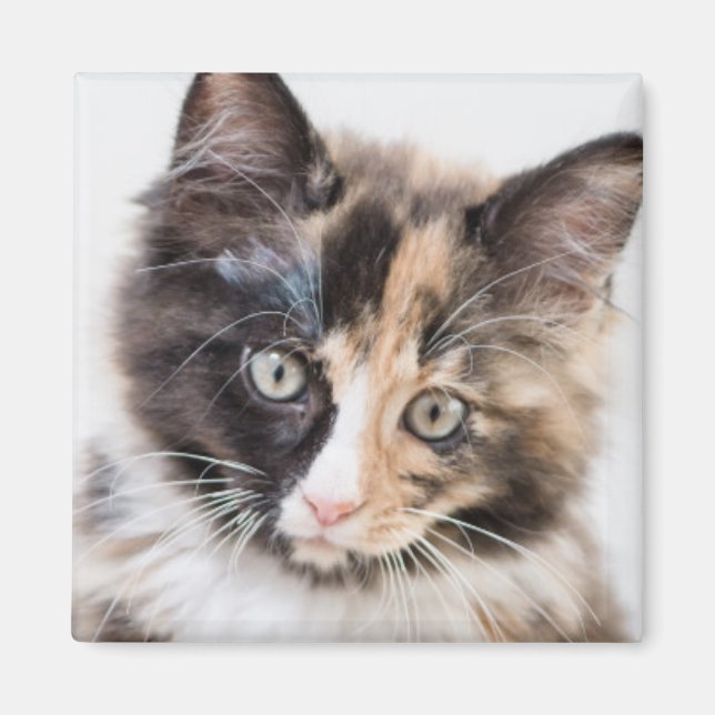 Adsible Calico Kitten Magnet (Framsidan)