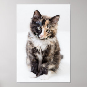 Adsible Calico Kitten Poster