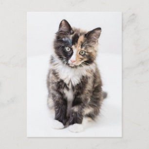 Adsible Calico Kitten Vykort