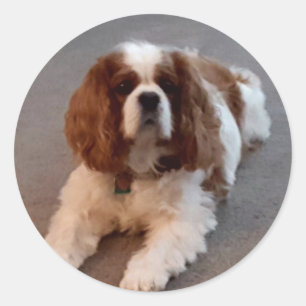 Adsible Cavalier Kung Charles Spain Runt Klistermärke