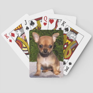Adsible Chihuahua Puppy Hund Casinokort