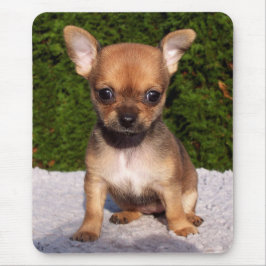 Adsible Chihuahua Puppy Hund Musmatta