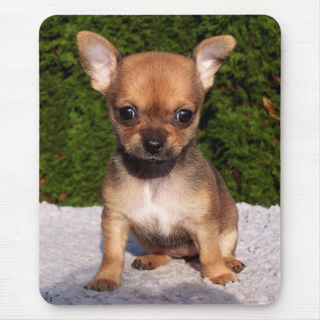 Adsible Chihuahua Puppy Hund Musmatta (Framsidan)