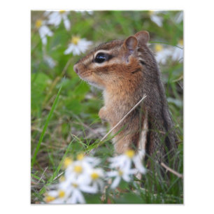 Adsible Chipmunk in blommor Fototryck