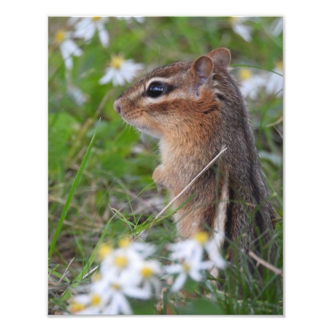 Adsible Chipmunk in blommor Fototryck (Framsidan)